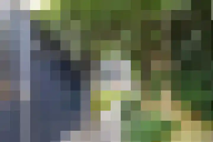 De Weer 113 Zaandam thumbnail 26