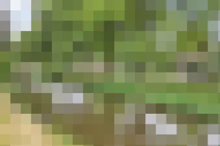 De Weer 113 Zaandam thumbnail 7