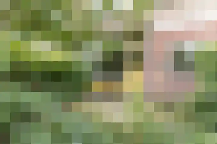 De Weer 42 Zaandam thumbnail 4