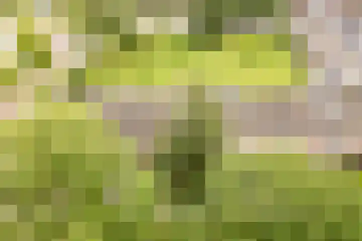 De Weer 42 Zaandam thumbnail 56