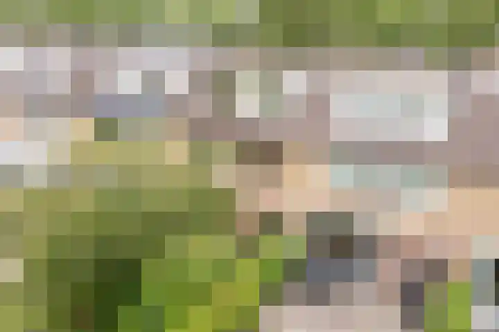 De Weer 42 Zaandam thumbnail 57