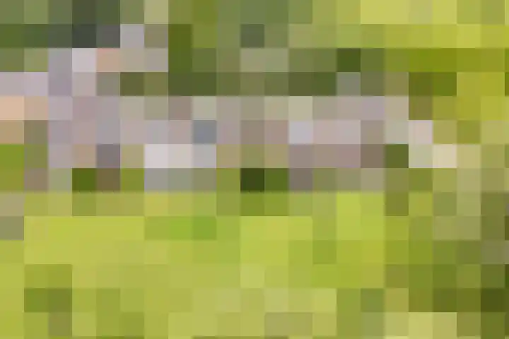 De Weer 42 Zaandam thumbnail 58