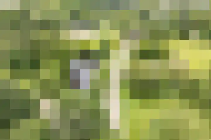 De Weer 42 Zaandam thumbnail 62