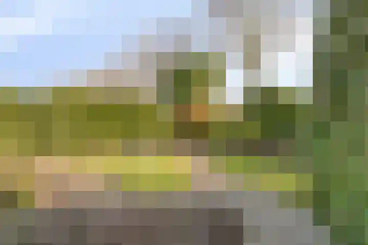 de Weertjes 1136 Wijchen thumbnail 32
