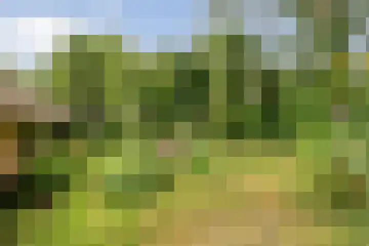De Weijert 8 Dwingeloo thumbnail 50