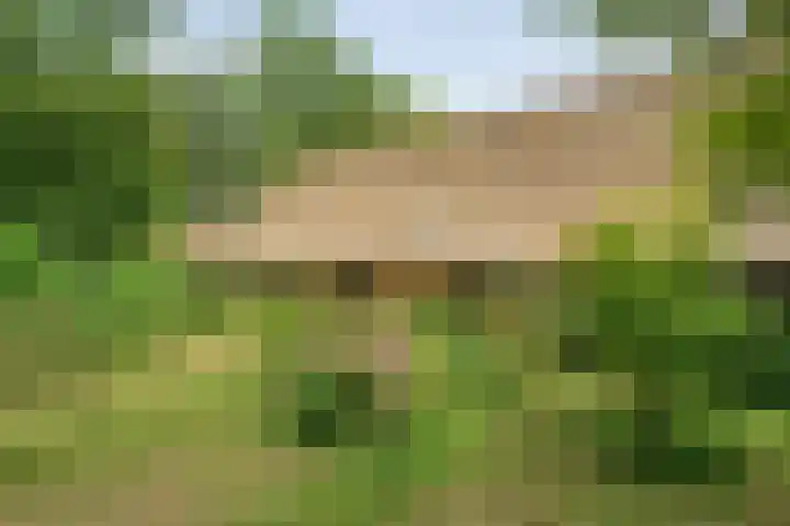 De Weijert 8 Dwingeloo thumbnail 51