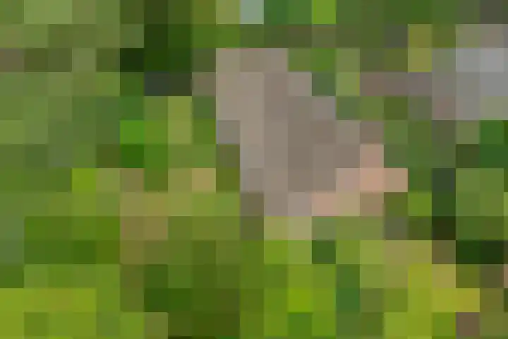 De Weijert 8 Dwingeloo thumbnail 6