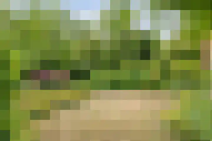De Weijert 8 Dwingeloo thumbnail 62