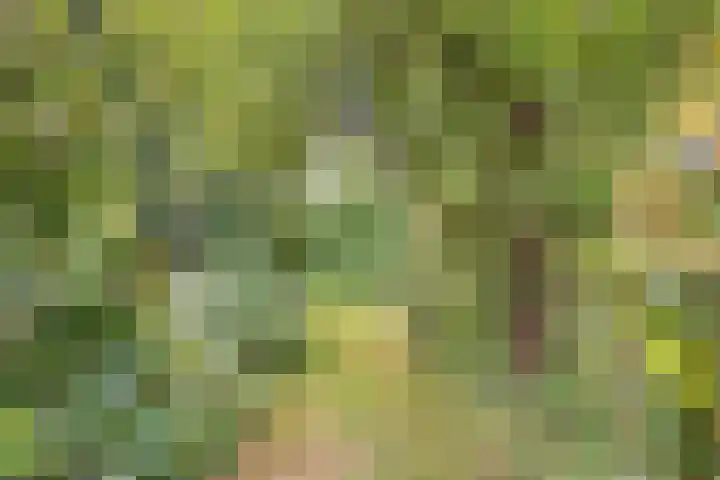 De Weijert 8 Dwingeloo thumbnail 64