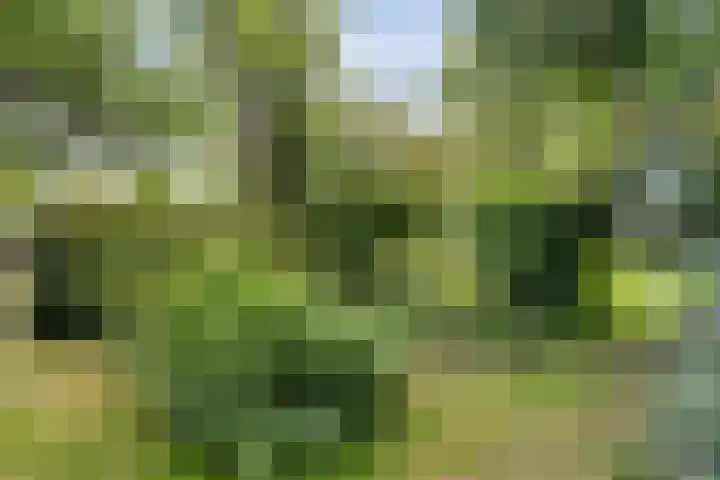 De Weijert 8 Dwingeloo thumbnail 65