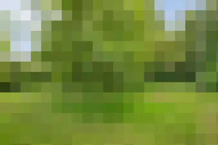 De Weijert 8 Dwingeloo thumbnail 66