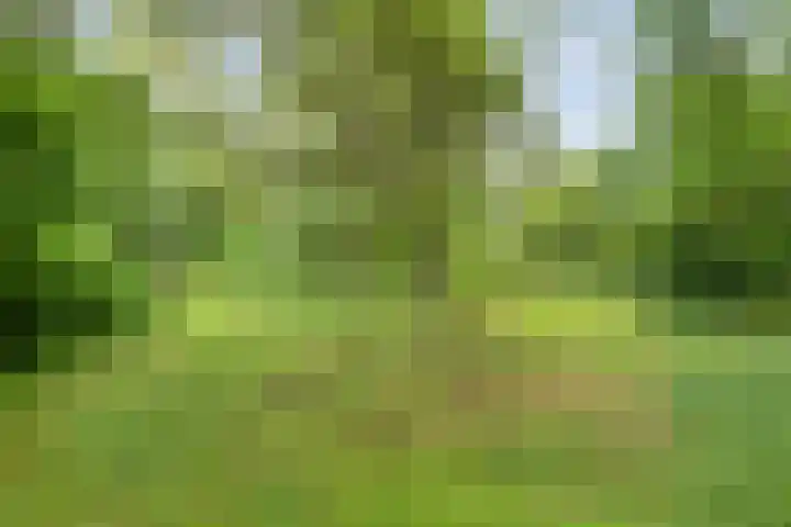 De Weijert 8 Dwingeloo thumbnail 68