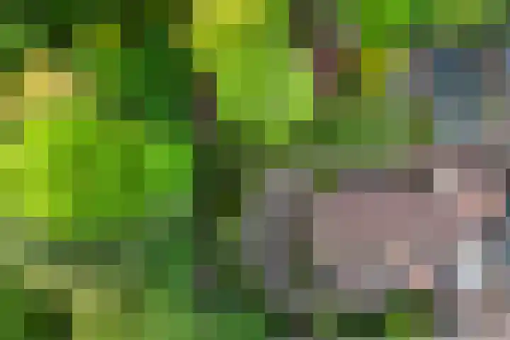 De Weitas 5 Tollebeek thumbnail 37
