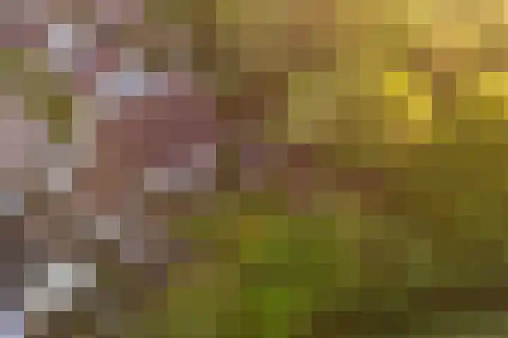 De Weitas 5 Tollebeek thumbnail 39