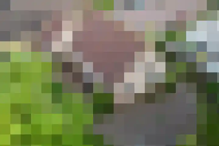 De Weitas 5 Tollebeek thumbnail 40