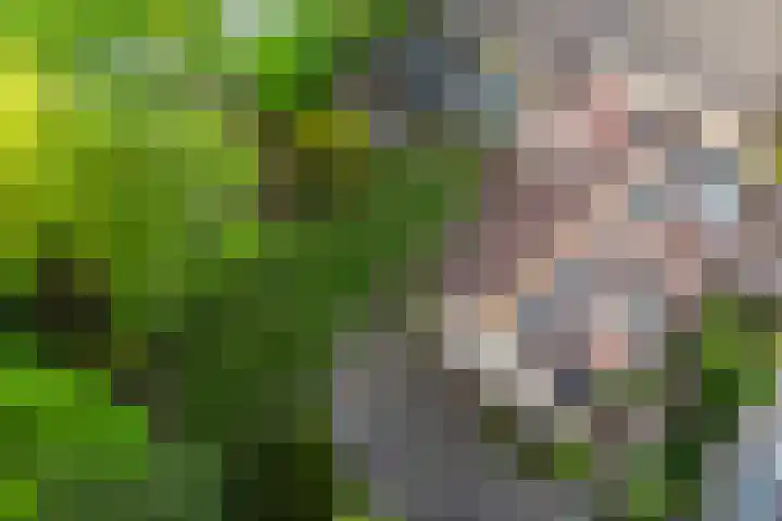 De Weitas 5 Tollebeek thumbnail 41