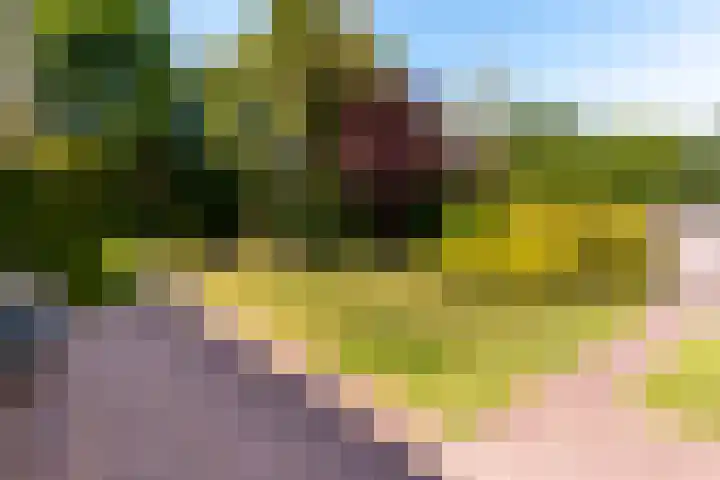 De Weitas 5 Tollebeek thumbnail 46