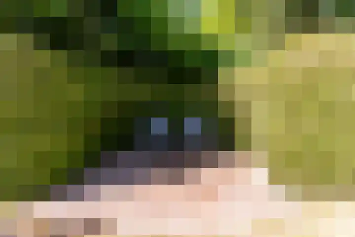 De Weitas 5 Tollebeek thumbnail 48