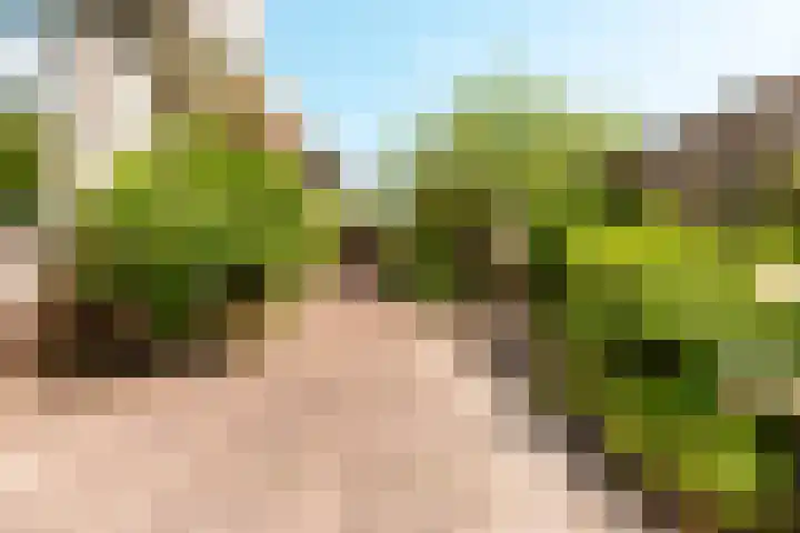 De Weitas 5 Tollebeek thumbnail 52