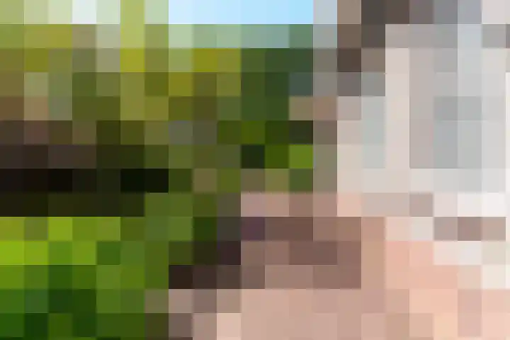 De Weitas 5 Tollebeek thumbnail 53