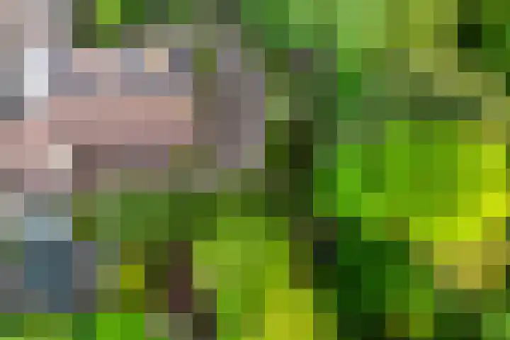De Weitas 5 Tollebeek thumbnail 58