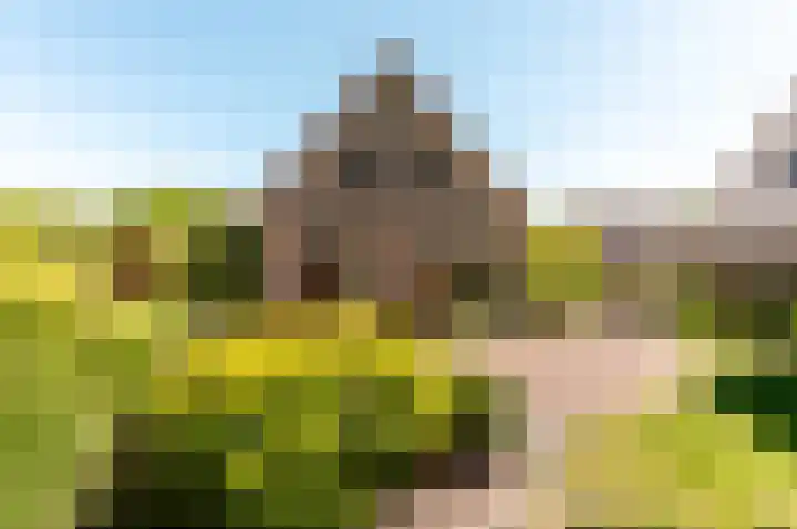 De Weitas 5 Tollebeek thumbnail 63