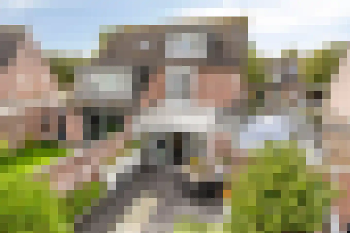 De Welle 7 Hooge Mierde thumbnail 53
