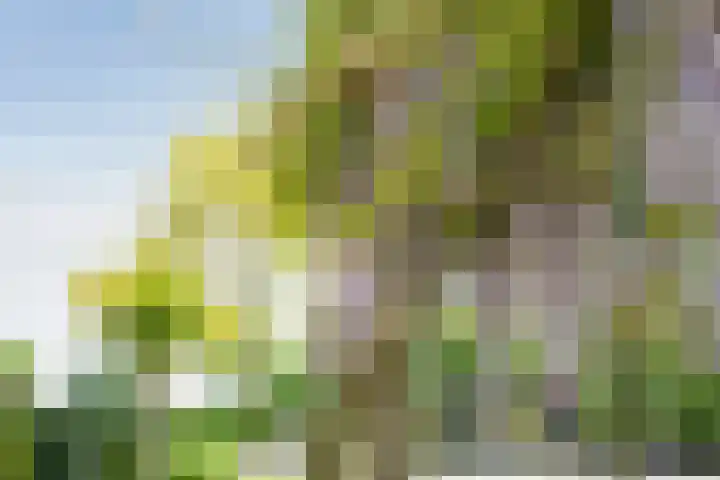 De Widtstraat 15 Dedemsvaart thumbnail 52