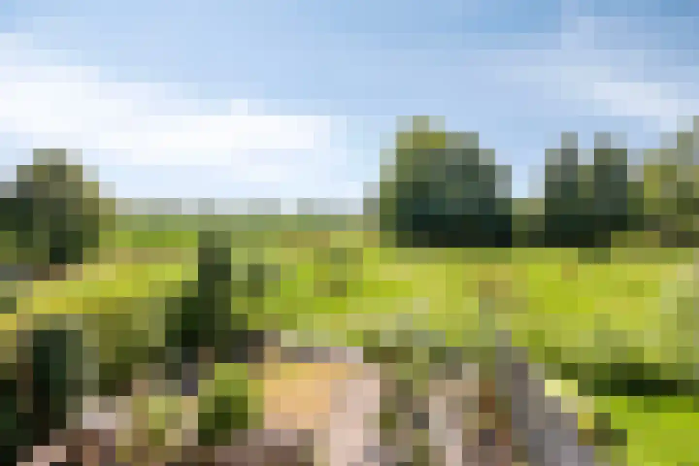 de Wiecken 23 Leek thumbnail 30