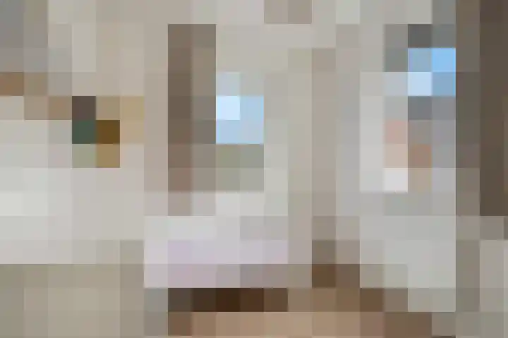 De Wiek 21 Kootwijkerbroek thumbnail 27