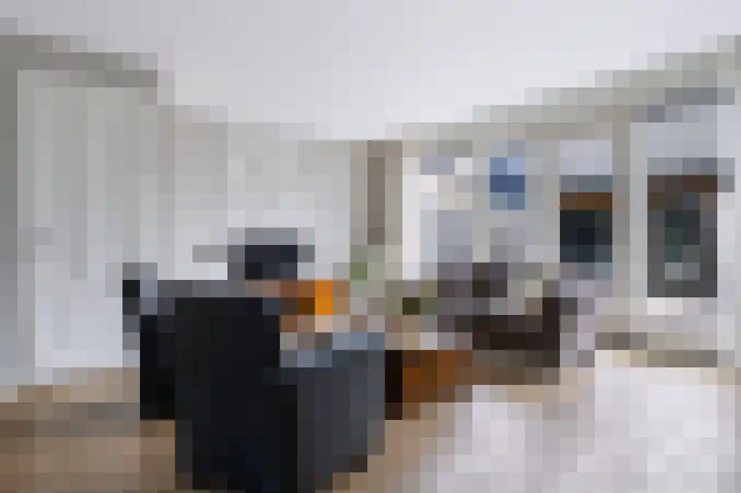 De Wiek 50 Kootwijkerbroek thumbnail 10