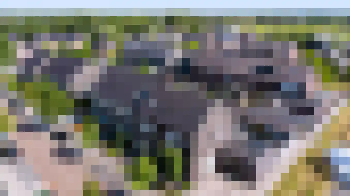 De Wiek 50 Kootwijkerbroek thumbnail 4