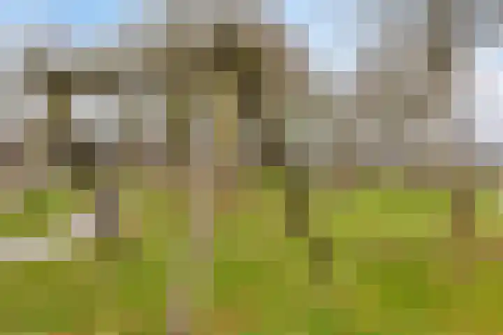 de Wieken 10 Lieshout thumbnail 39