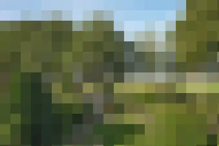 De Wieken 15 Delden foto 2