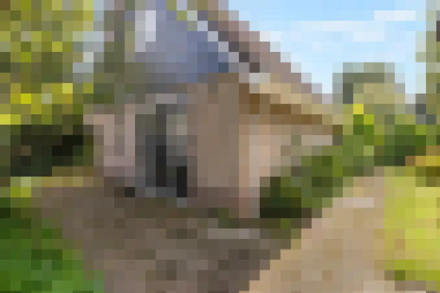 De Wielen 3 Sint Maarten thumbnail 4