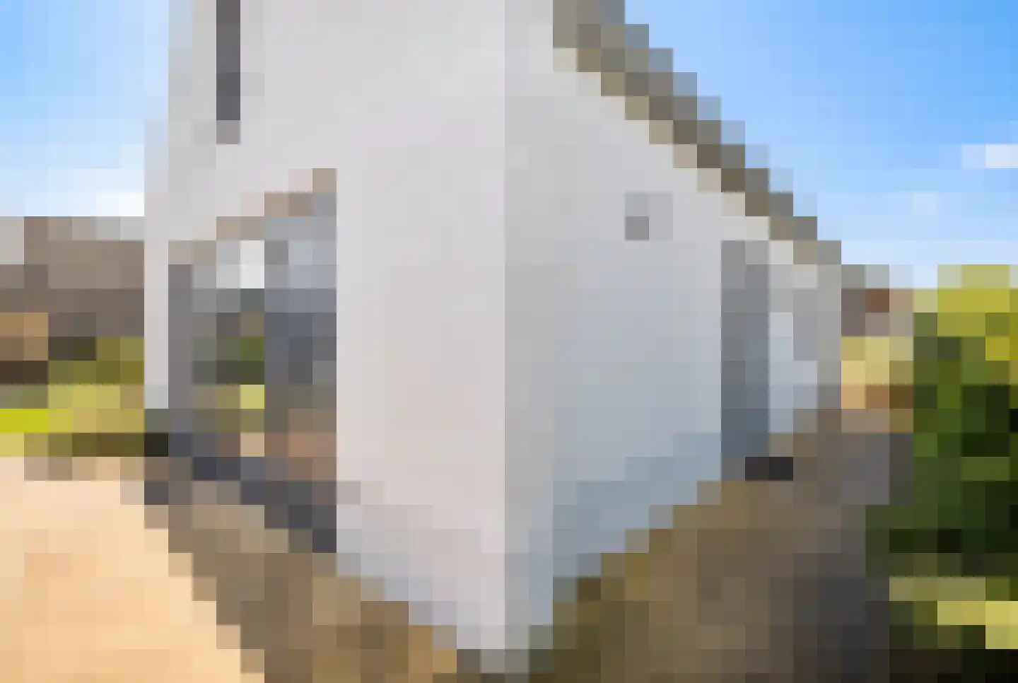 De Wielen 55 Sint Maarten thumbnail 44
