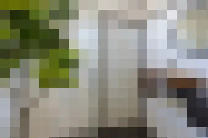 De Wielewaal 2 Delden thumbnail 24