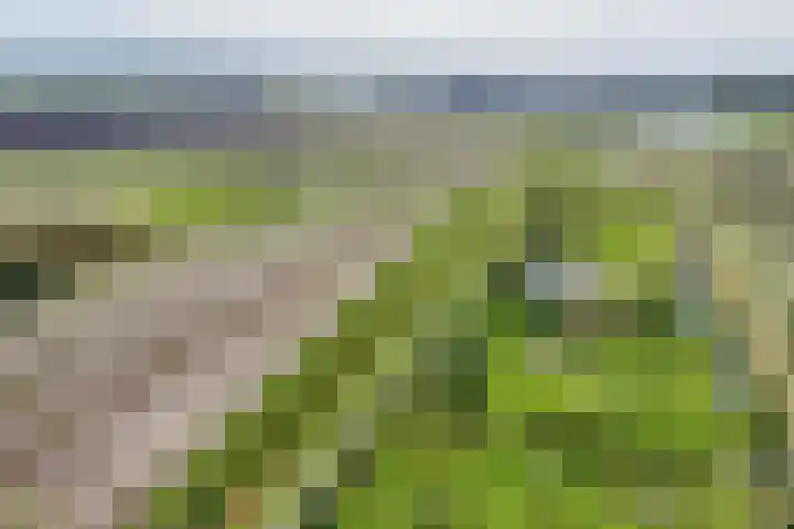 De Wielewaal 23 Zevenhuizen thumbnail 39