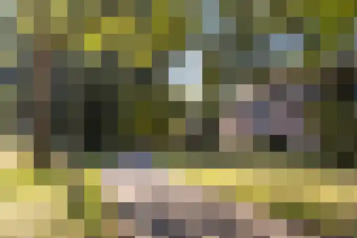 De Wierse 19 Ugchelen thumbnail 38