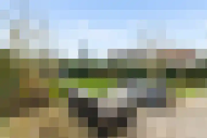 De Wiese 51 Schalkwijk thumbnail 58