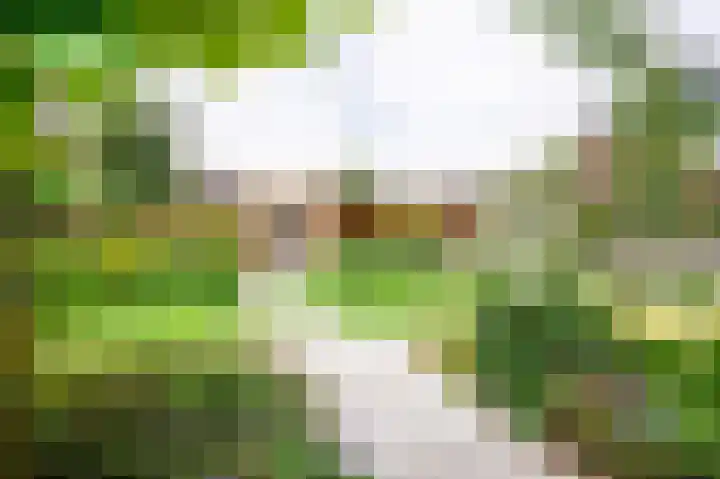 De Wiese 51 Schalkwijk thumbnail 70