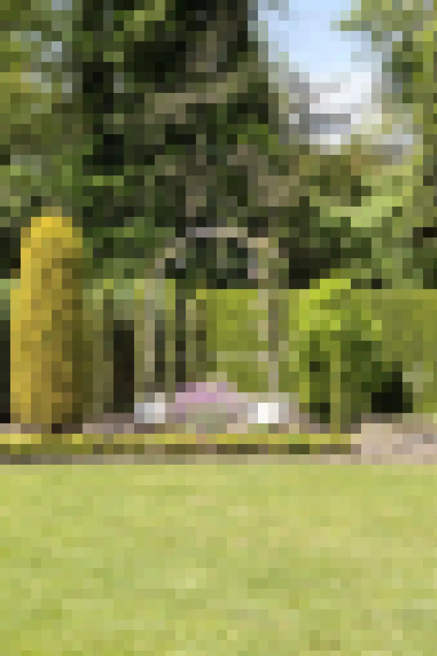 De Wiet 36 Soerendonk thumbnail 28