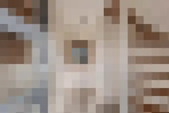 De wiezeboom 55 Steenwijk thumbnail 5