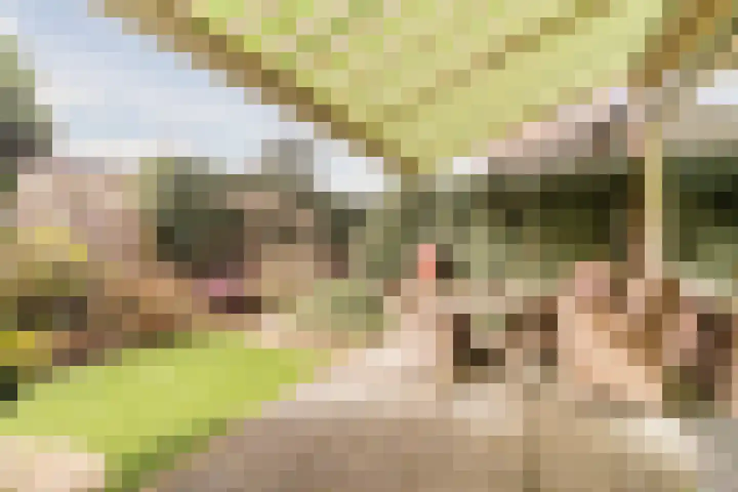 de Wilgen 40 Bergschenhoek thumbnail 39