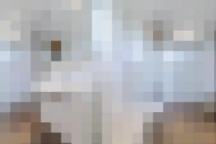 de Wilgen 42 Bergschenhoek thumbnail 28