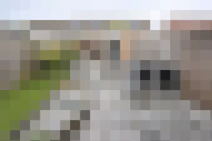 De Wimme 7 Brummen thumbnail 5