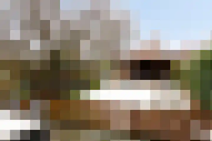 De Wisboom 5 Heesch thumbnail 34