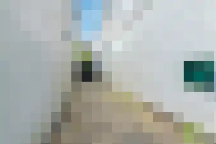 De Witstraat 41 Haarlem thumbnail 14