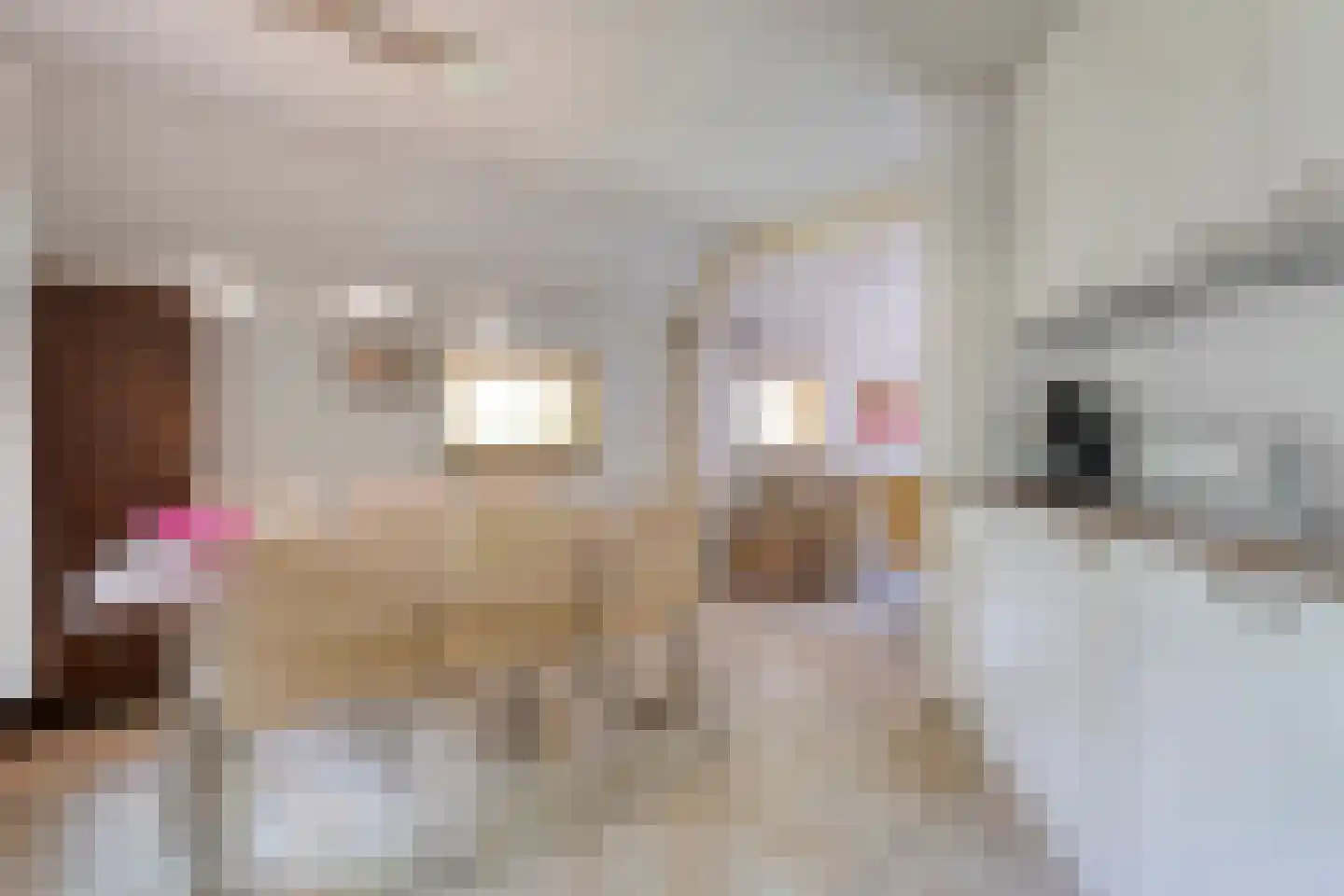 De Witte Bergen 24 IJhorst thumbnail 8