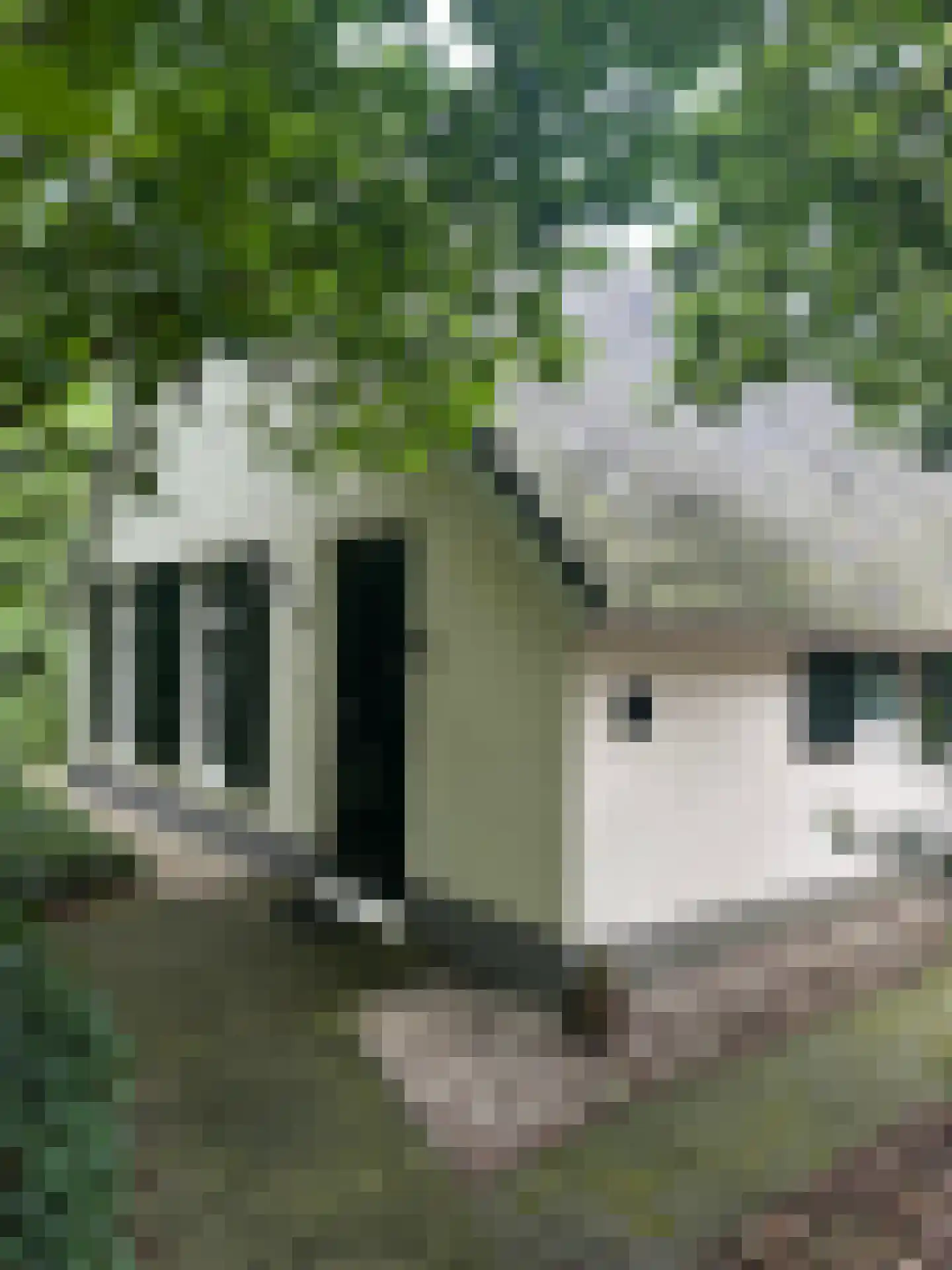 De Witte Bergen 65 IJhorst thumbnail 20